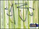 Suspected MS-13 graffiti, courtesy KHOU-11